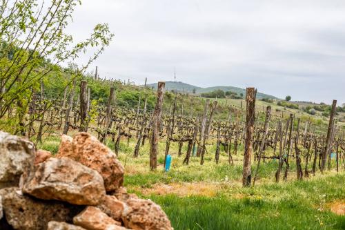 Egy emberléptékű minifesztivál Tokaj-Hegyalján